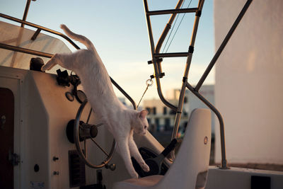 Close-up of cat on yacht