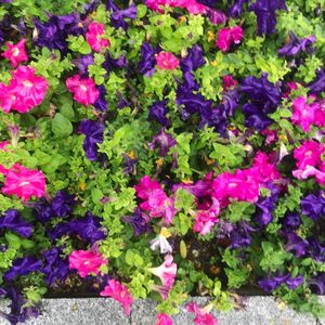 High angle view of pink flowering plants