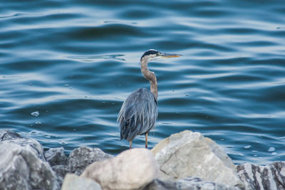 Bird perching on rock in lake