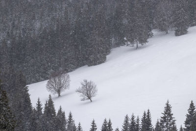 Pine trees in forest during winter