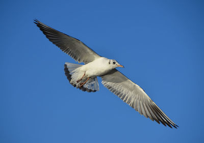 Low angle view of seagull flying