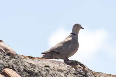 Low angle view of dove perching on roof against sky