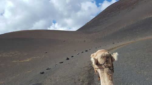 Panoramic view of a desert