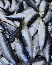 Close-up of fish for sale in market