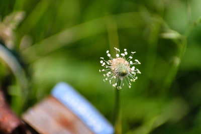 Close-up of flower blooming outdoors