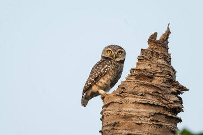 Low angle view of owl perching on tree against sky