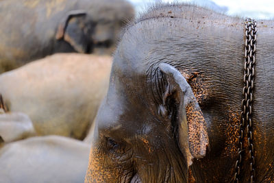 Elephant with chain around neck in pinnawala elephant orphanage sri lanka