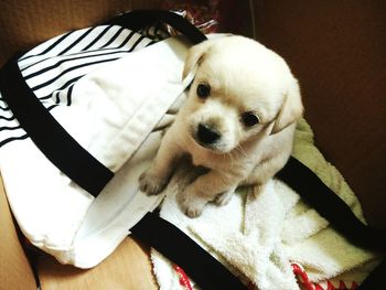 Close-up portrait of puppy