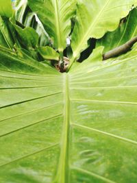 Full frame shot of green leaf