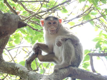 Low angle view of monkey sitting on branch