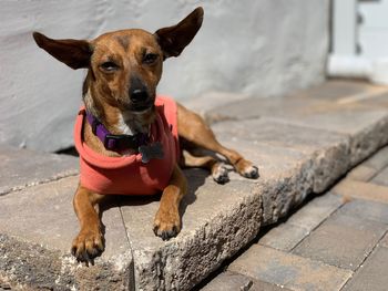 Portrait of dog sitting outdoors