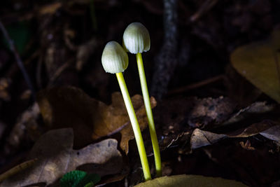 Close-up of mushrooms growing on field