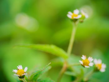 Close-up of white flowering plant on field