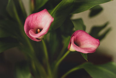 Close-up of pink flowering plant