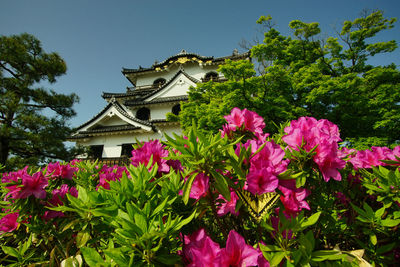 The castle tower of hikone-jo castle at early summer - hikone, shiga, 2022, apr.
