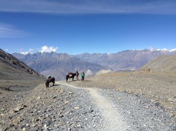 View of horses on mountain road