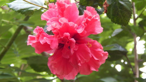 Close-up of pink flowers blooming outdoors
