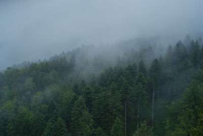 Trees in forest against sky