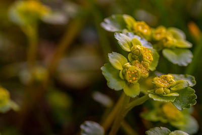 Close-up of yellow flowering plant