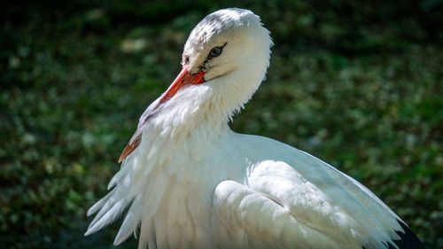 Close-up of bird