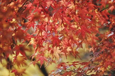 Close-up of maple leaves on tree