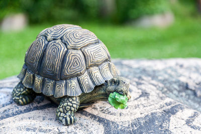 Close-up of a turtle