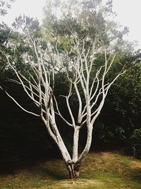 Trees growing in a park