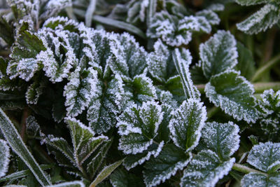 Green plants covered with on leaves, close-up shot of green grass with ice, morning frost .