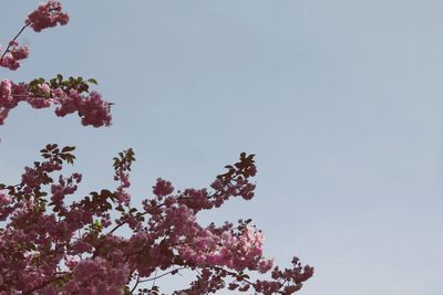 Low angle view of flowers against clear sky