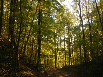 Trees in forest