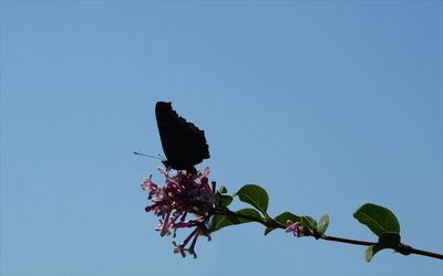 Low angle view of plant against clear blue sky