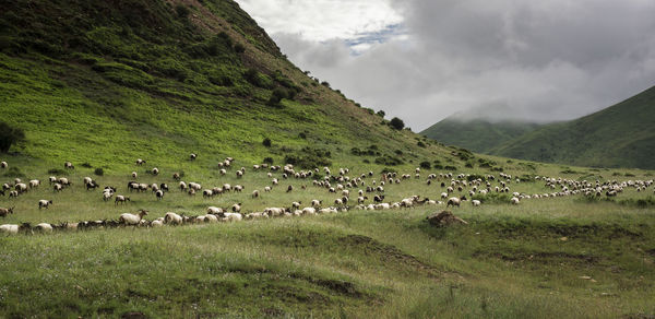 Sheep grazing on mountain against sky