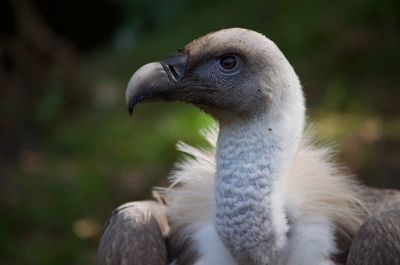 Close-up of a bird looking away