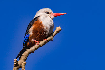 A striking kingfisher in the wild released on the african islands of cape verde