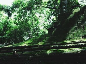 View of trees