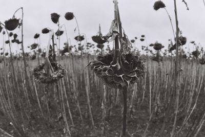 Close-up of wilted plant on field against sky