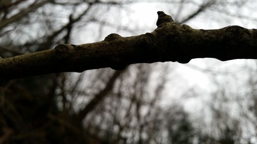 Close-up of tree trunk
