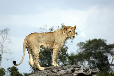 Low angle view of lion on tree trunk against sky