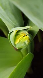 Close-up of leaves