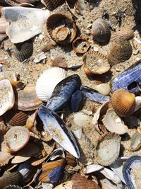 Full frame shot of seashells on beach