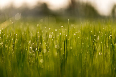 Close-up of wet grass on field during rainy season