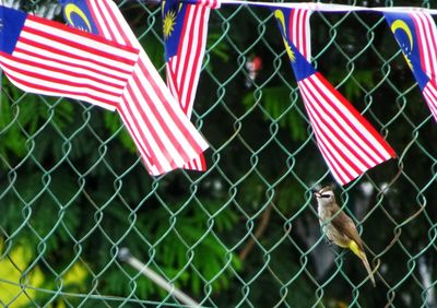 Low angle view of malaysian flags on chainlink fence