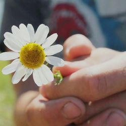 Close-up of hand holding flower