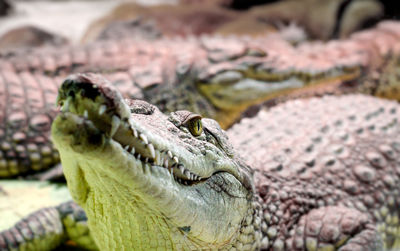 Close-up of lizard