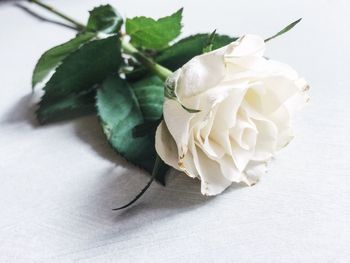 Close-up of white rose