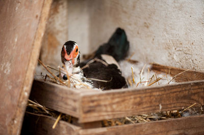 Close-up of duck at farm