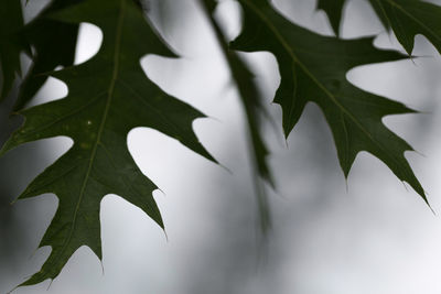 Close-up of leaves