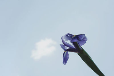 Close-up of blue flowers blooming against white background