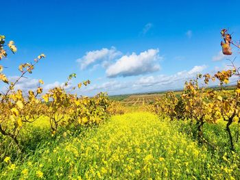 Scenic view of oilseed rape field against sky
