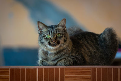 Portrait of cat sitting on floor